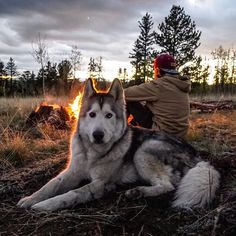 Loki the Wolf Dog