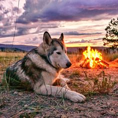 Loki the Wolf Dog