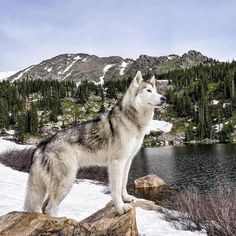 Loki the Wolf Dog