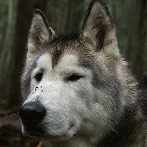 Loki the Wolf Dog