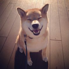 Maru the Shiba Inu