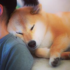 Maru the Shiba Inu