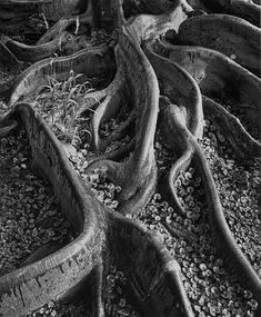 Ansel Adams