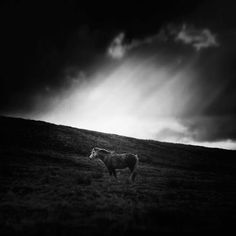 Andy Lee