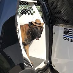 K9 Jester