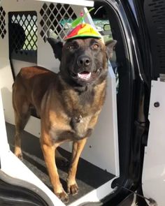 K9 Jester