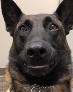 K9 Jester