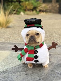 Peggy The Pug