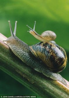 Snails