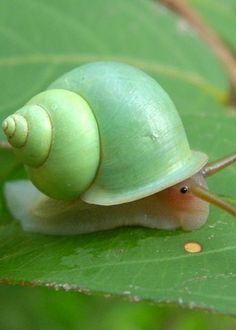 Snails