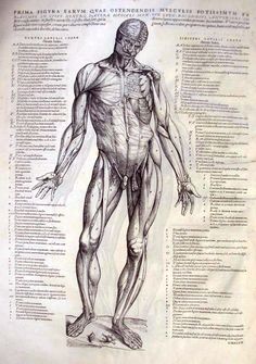 Andreas Vesalius