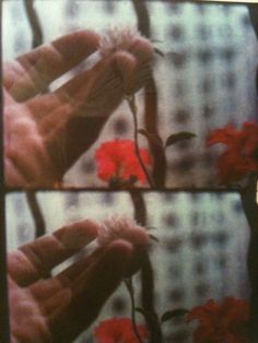 Jonas Mekas