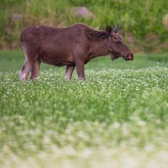 Young Moose