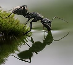 Ant