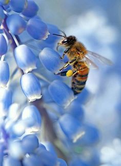 HoneyBee