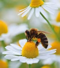 HoneyBee