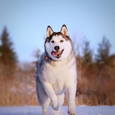 Maska the Husky