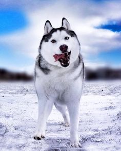 Maska the Husky