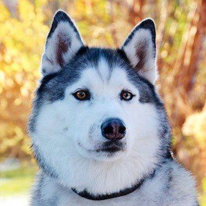 Maska the Husky