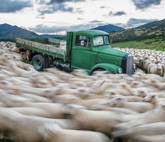 Nelson Sheep