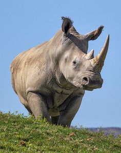 Rhino