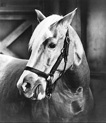 Mister Ed