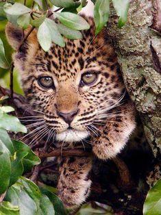 Ocelote