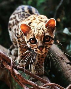 Ocelote