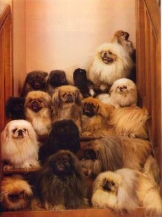 Guher Pekinel