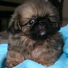 Guher Pekinel