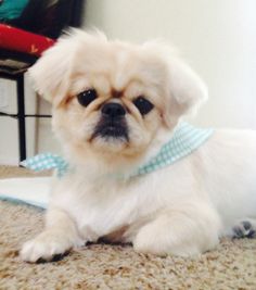 Guher Pekinel