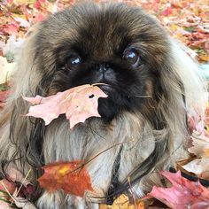 Guher Pekinel