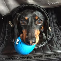 Crusoe the Celebrity Dachshund