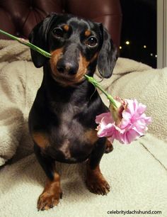 Crusoe the Celebrity Dachshund