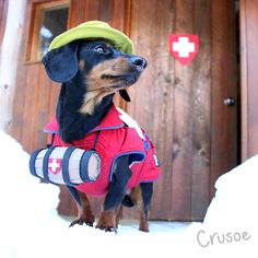 Crusoe the Celebrity Dachshund