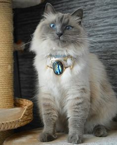 Avel the Siberian Cat