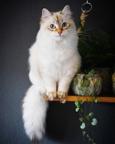 Avel the Siberian Cat