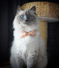 Avel the Siberian Cat