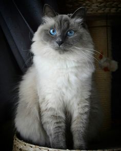 Avel the Siberian Cat