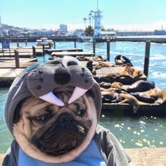 Doug The Pug