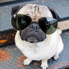 Doug The Pug