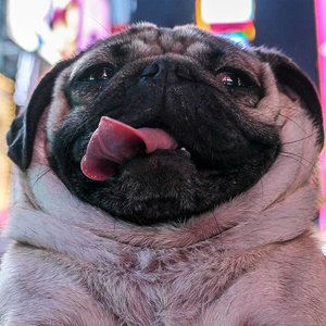 Doug The Pug