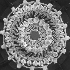 Busby Berkeley