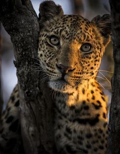 Chris Fischer