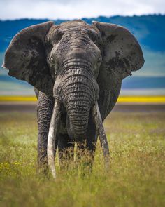 Chris Fischer