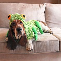 Dean The Basset