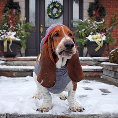 Dean The Basset