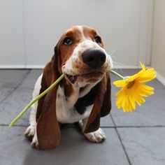 Dean The Basset