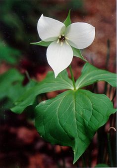 Trillium