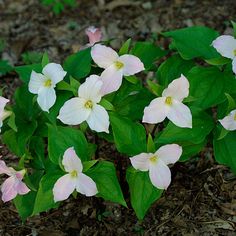 Trillium